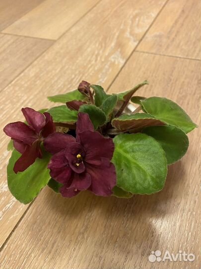 Фиалка цветущая