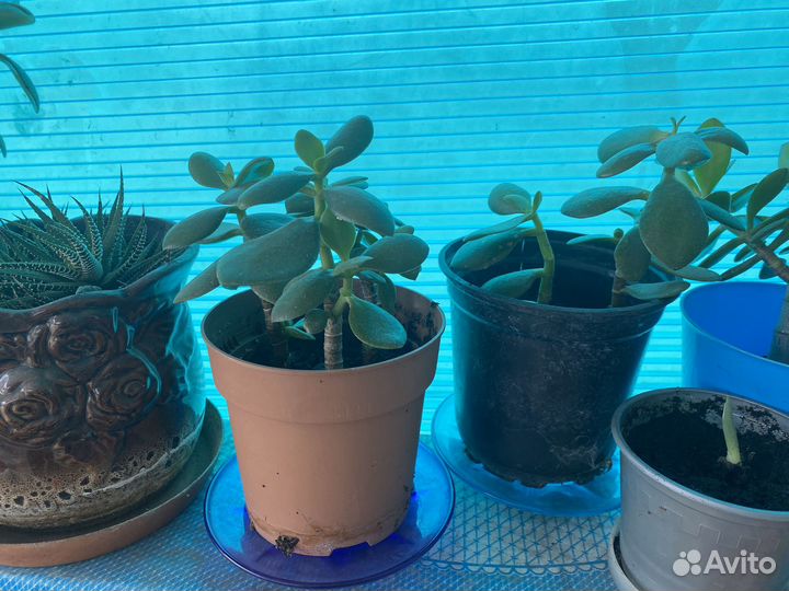 Денежное дерево толстянка крассула