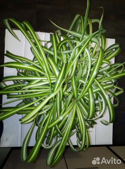 Хлорофитум кучерявый