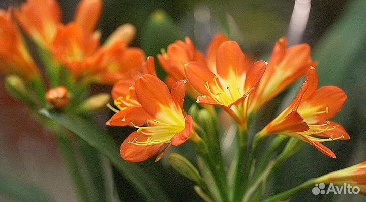 Комнатные растения цветы