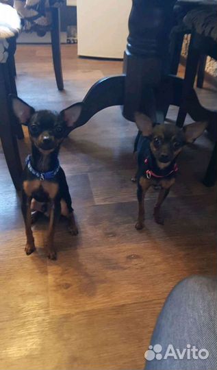 Продам мини той-терьер