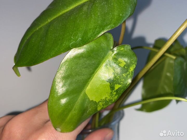 Филодендрон бурле макс