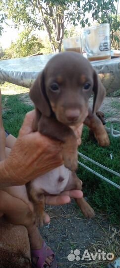 Щенки минеотюрной тасы