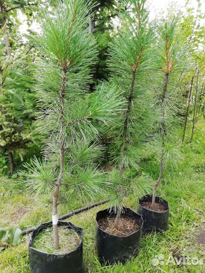 Саженцы кедра (семенной, привитый), другие хвойные