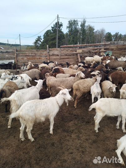 Курдючные бараны овцы