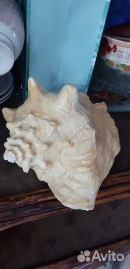 Ракушка морская большая