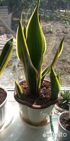 В наличии Сансевиерия 