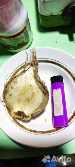 Лук суворова Анзур, слоновий лук