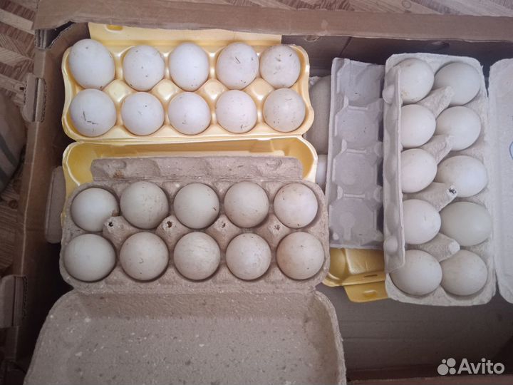 Утиные И куриные инкубационные яйца