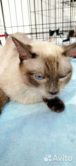 Кошка одного хозяина