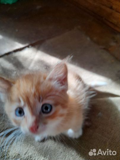 Кошка