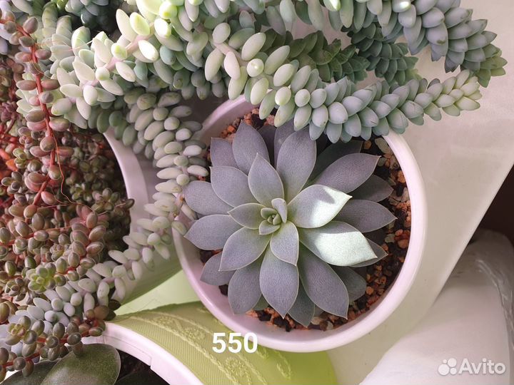 Суккуленты и композиции