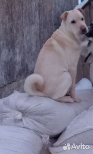 Лабрадор с шарпеем