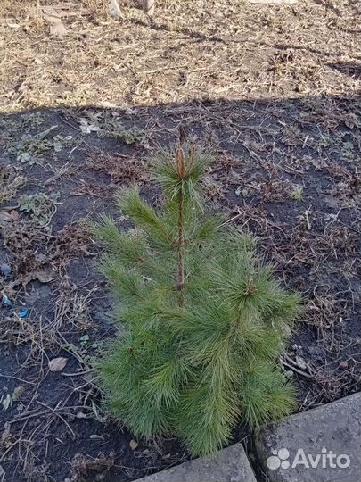 Молодые Кедры