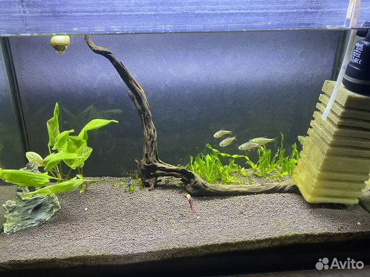 Аквариум с рыбками