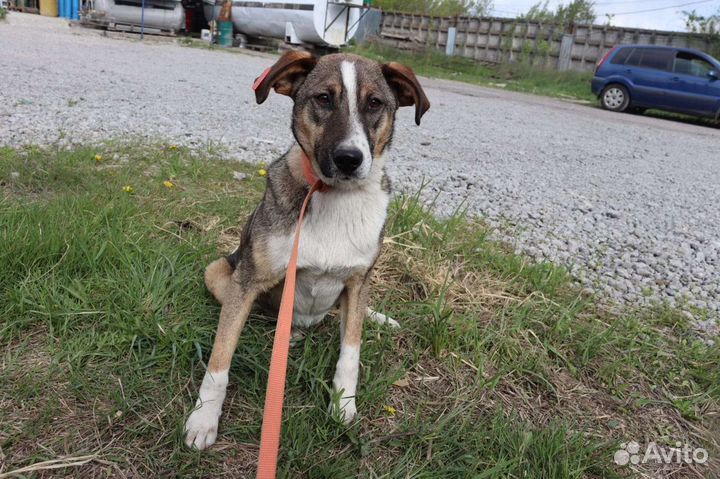 Собака в добрые руки из приюта