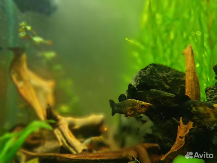 Моллинезия черно-желтая и гуппи