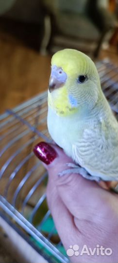 Выставочный волнистый попугай Чех