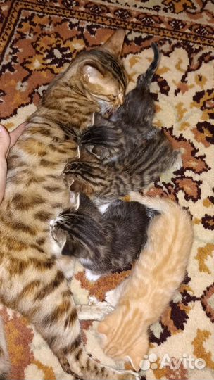 Бенгальская