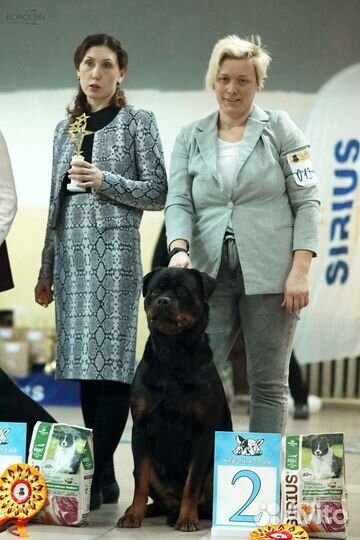 Щенки ротвейлера