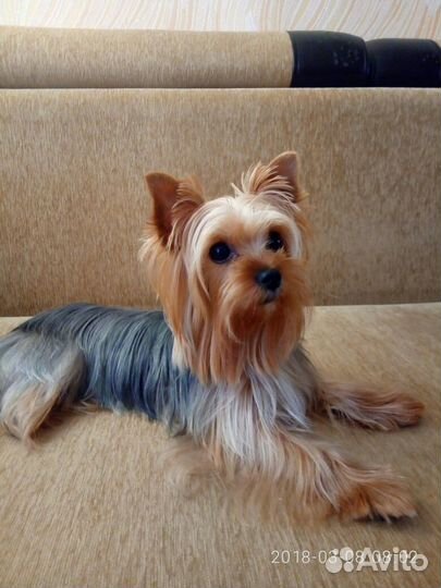 Вязка.Мальчик мини Йорк