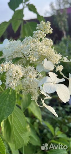 Гортензия метельчатая черенки