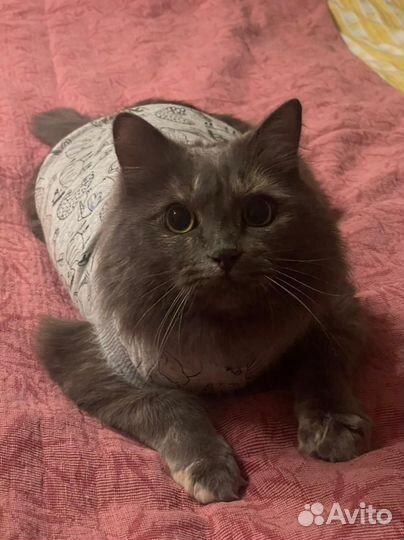 Кошка Сьюзи- очаровательная, ласковая девочка:)