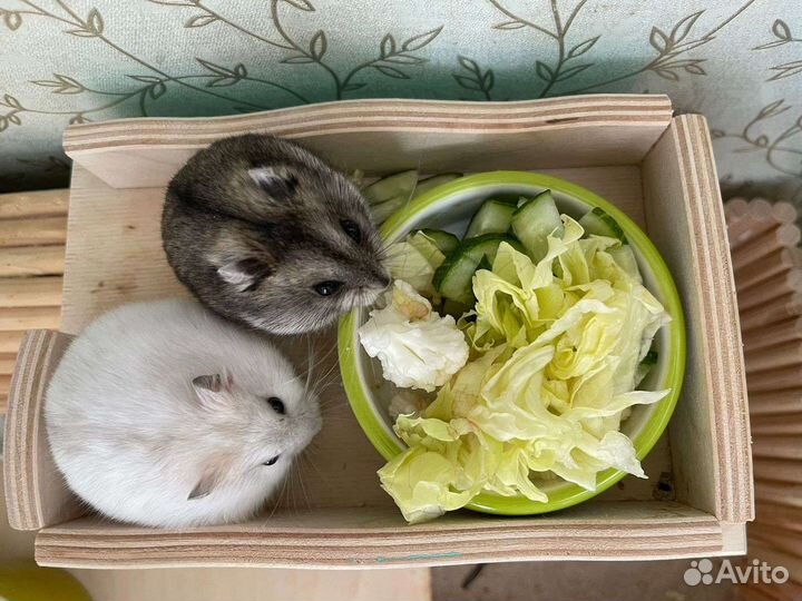 Хомячки карликовые
