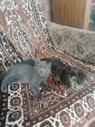 Отдам в хорошие руки вислоухих котят