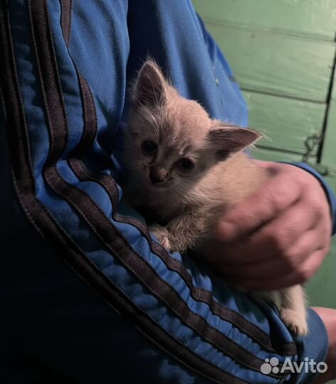 Котенок мальчик