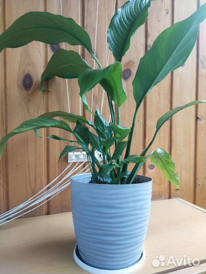 Спатифилиум