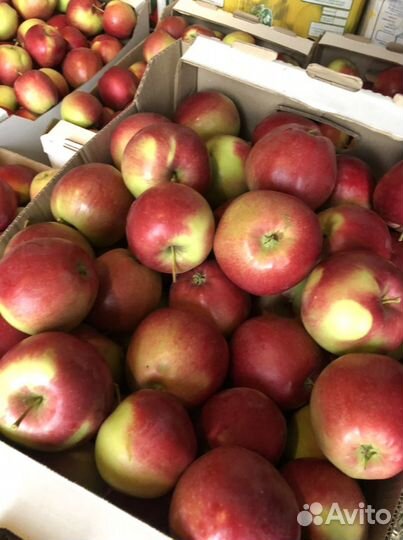 Яблоки оптом и розницу