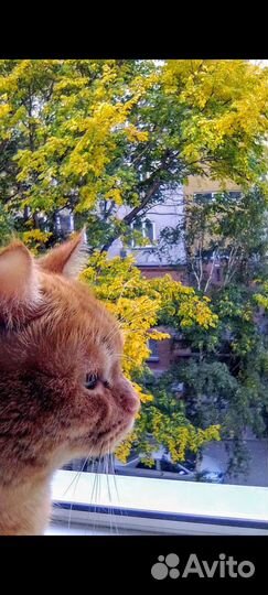 Отдам кота