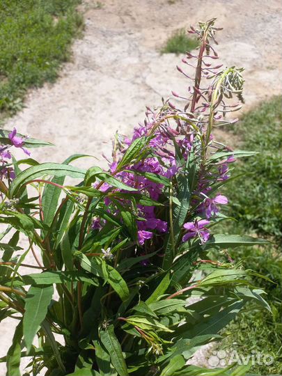 Иван чай свежий