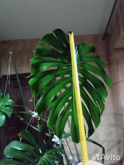 Монстера, комнатное растение в горшке