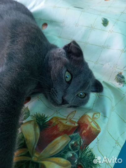 Виилоухая голубая отдам