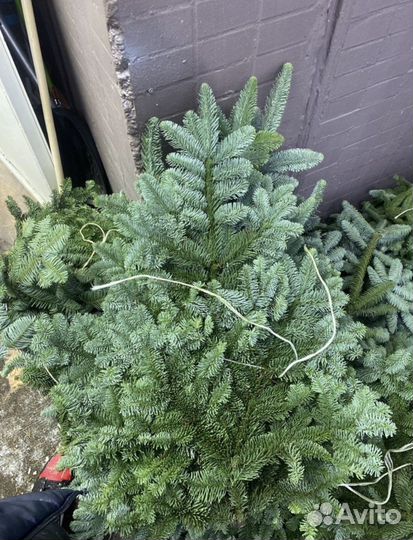 2 банча нобилиса авито дост