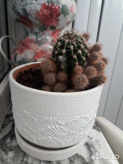 Кактусы в горшках
