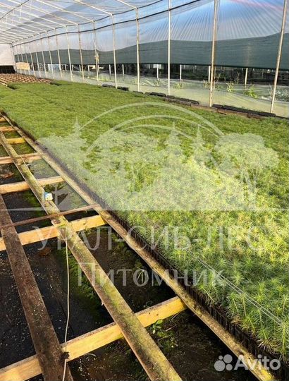 Голубая ель зкс сеянцы