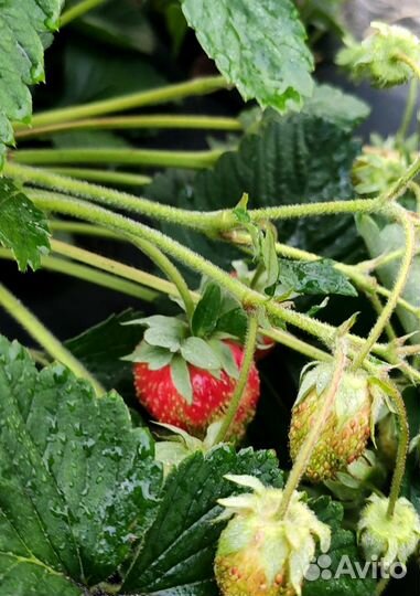 Клубника ананасная