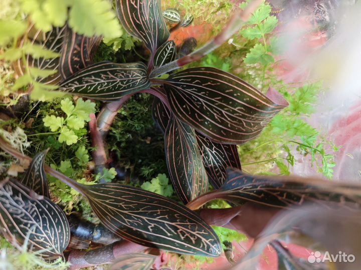 Лудизия - драгоценная орхидея