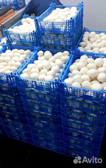 Продаю ферму по производству шампиньонов