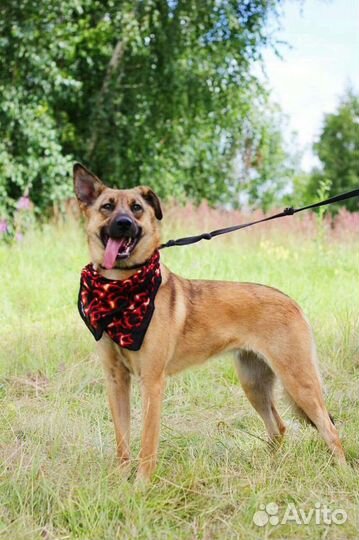 Собака из приюта в добрые руки