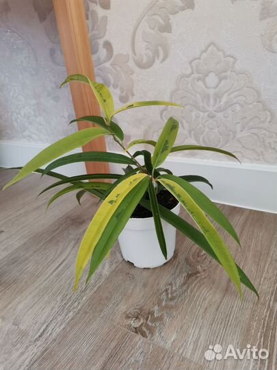 Сортовые фикусы