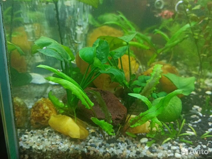 Аквариумные растения прополка
