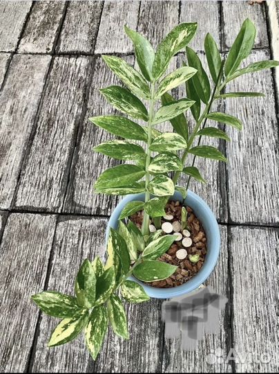 Замиокулькас вариегатный Лонг ливс Вайт