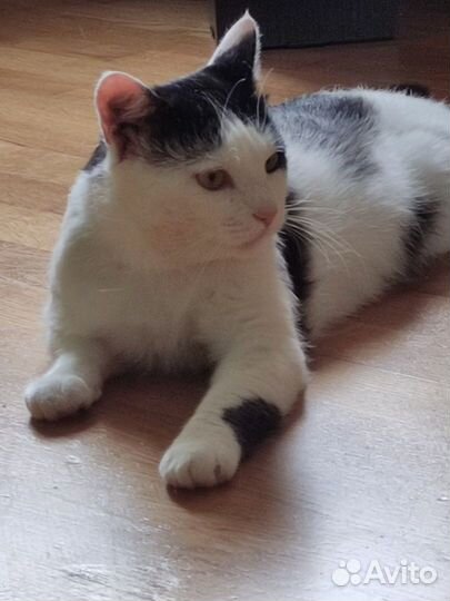 Молодой котик