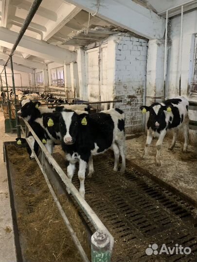 Телята и бычки