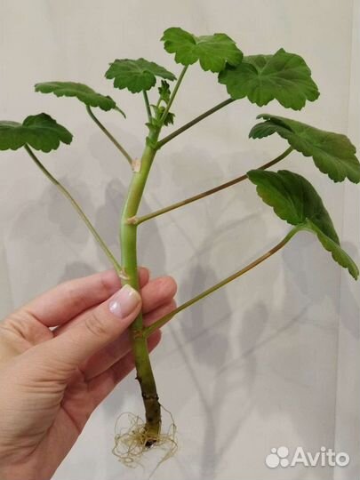 Комнатные растения цветы (кактус, рео, герань)