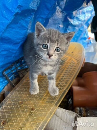 Котята в добрые руки 1, 5 месяца